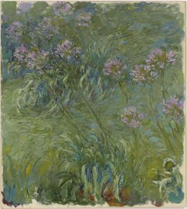 Agapanthus by Claude Monet